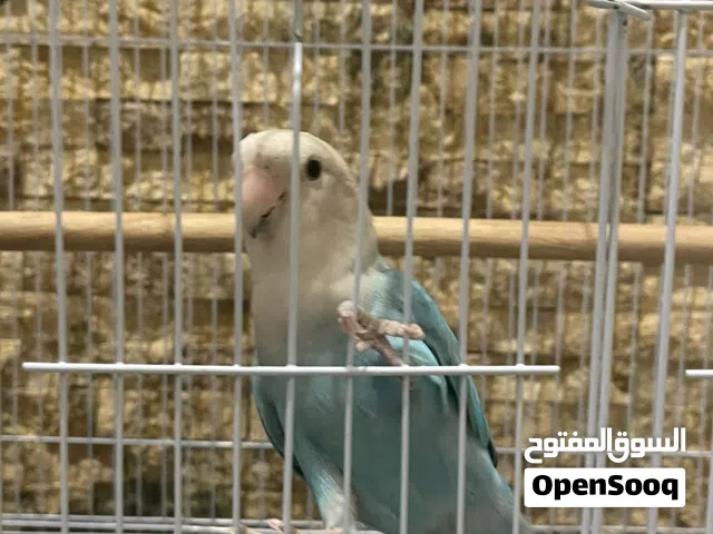 طير روز اليف