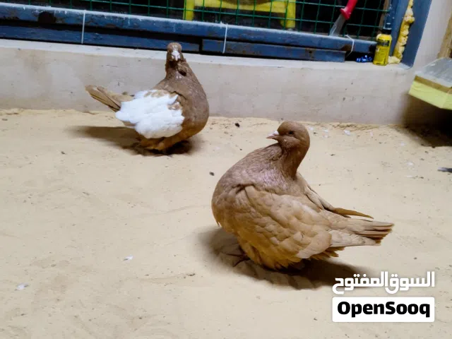 ربي يبارك للبيع كوبيه فرنش مصوقره دكر وايت سايد انتي نفس الدم