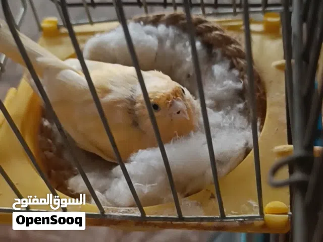 للبيع كوبية كناري