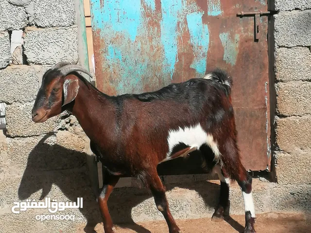 تيوس عمانيات