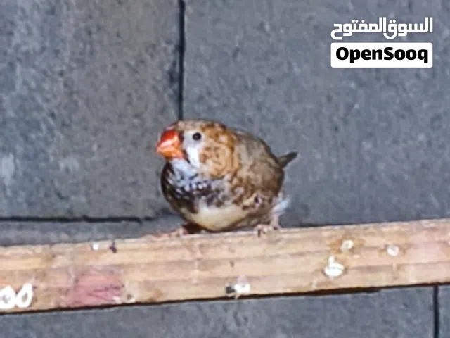 محميه فناجس سوبر جامبو وبنكالي للبيع