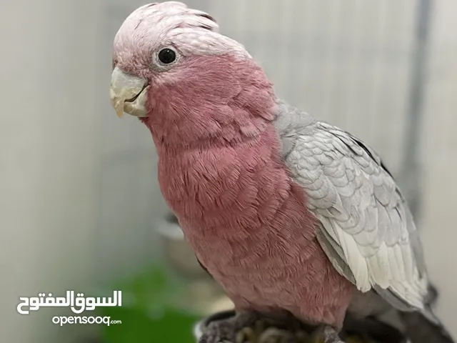 ببغاء كوكاتو قالا اليف