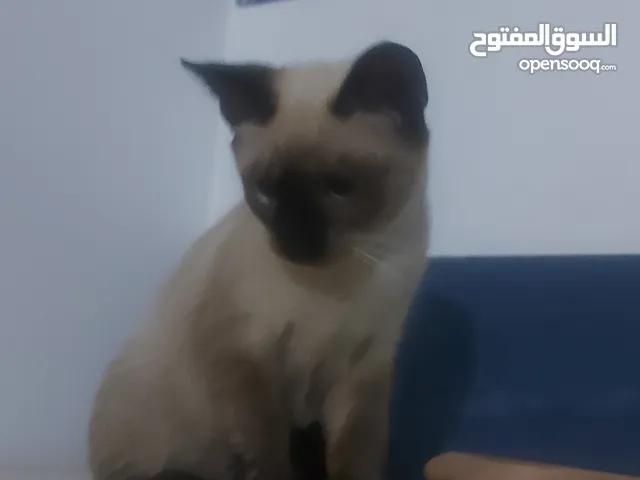 قط سيامي صغير