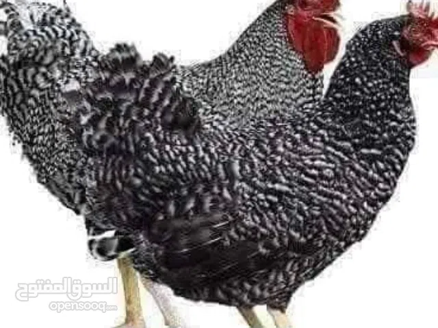 جميزه بيور أصلي  فيومي بيور أصلي الفضي   رود أيلاند الأحمر   روزي هجين  رومي برونزي