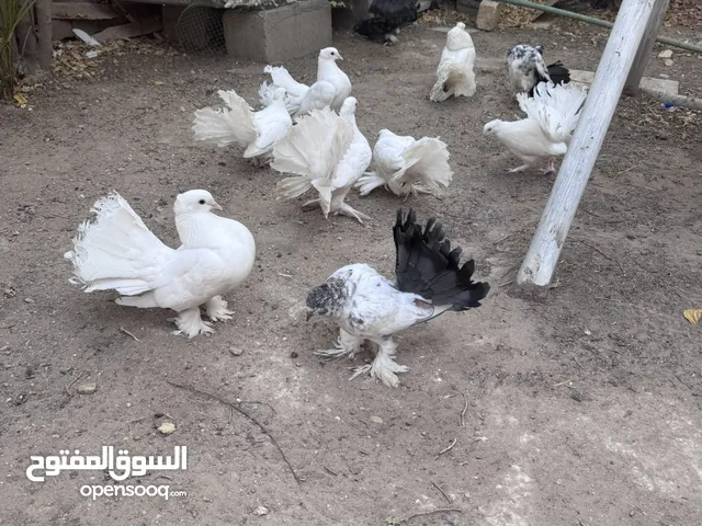 حمام للبيع سعر الزوج 15 الف