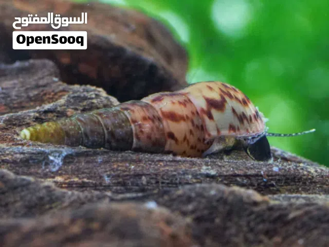 حلزون نادر اشتري ثلاثه واحصل واحد مجانا