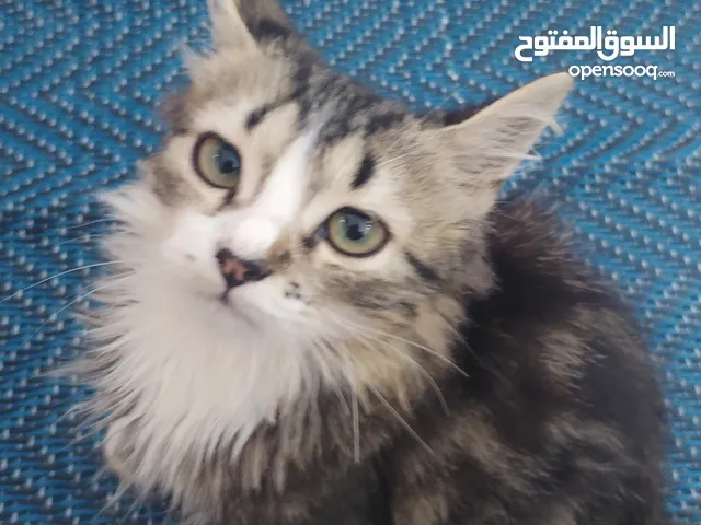 قطط للبيع فصيله مش معروفه ام فارسيه و القطوس تبي اهتمام شويه وحد يحافظ عليها
