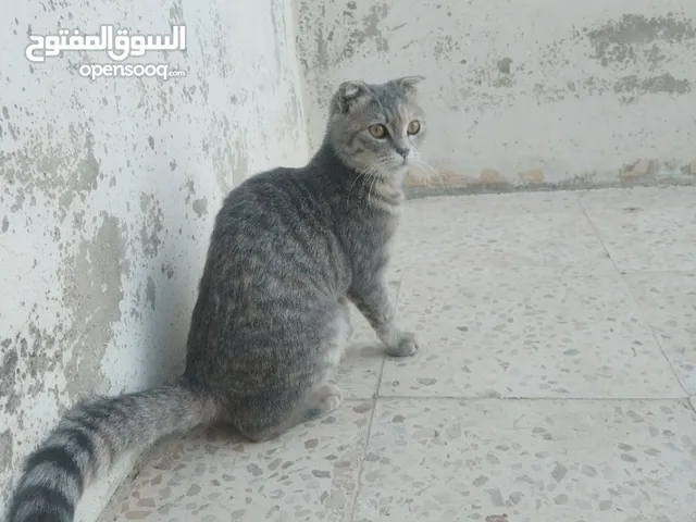 "قطة سكوتش فولد أنثى مطوية الأذنين – أليفة ونظيفة جداً – عمر 6 شهور – لون مميز وسعر مغري"