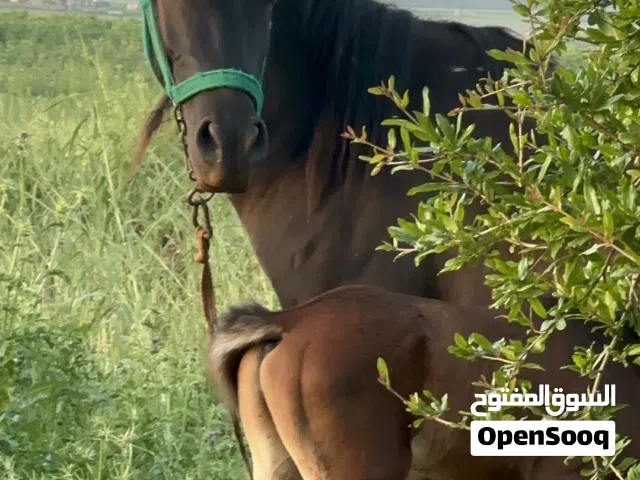 خيل عربية أصيلة بدون أوراق