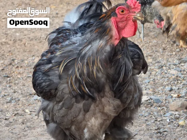 دجاج براهما للبيع