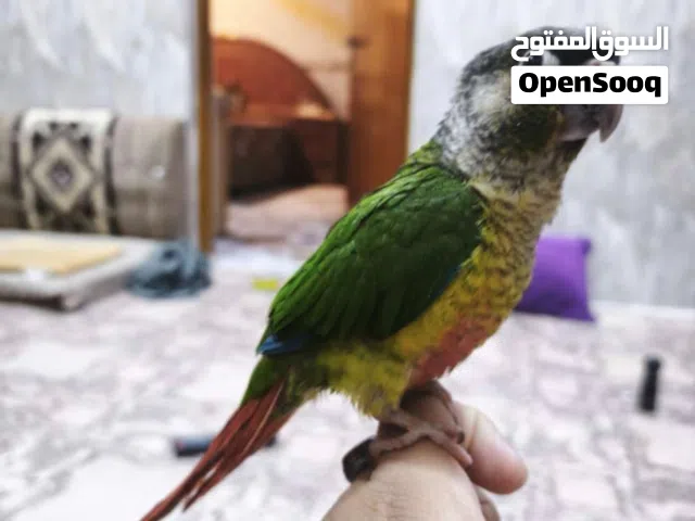 كنيور كرين شيك جدا اليف وجميل