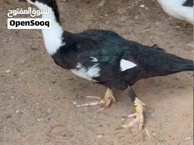 بط مصري صغير 4-5 شهور