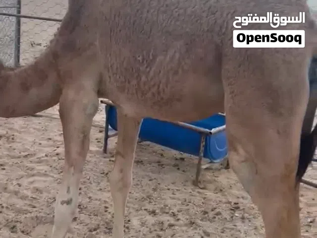 بكره بنت 11 شهر سمينه وافيه