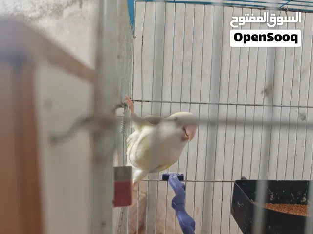 جوز روز ماشالله حط الحجم ماشالله متتاز والي بدو مقطع عنهن موجود وحط سعرك وشيل انشالله مانختلف