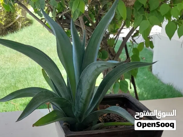 Outdoor ceramic pot and lovely cactus.