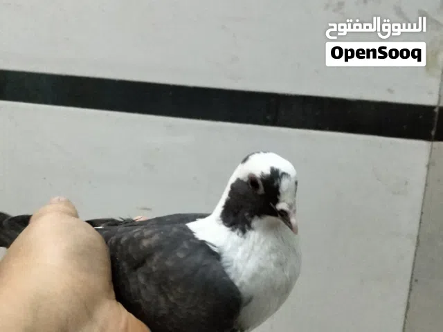 جميع انواع الطيور الزينه اسعار جدا مناسبه اتك 10 وبي مجال الا للرواعب على 30