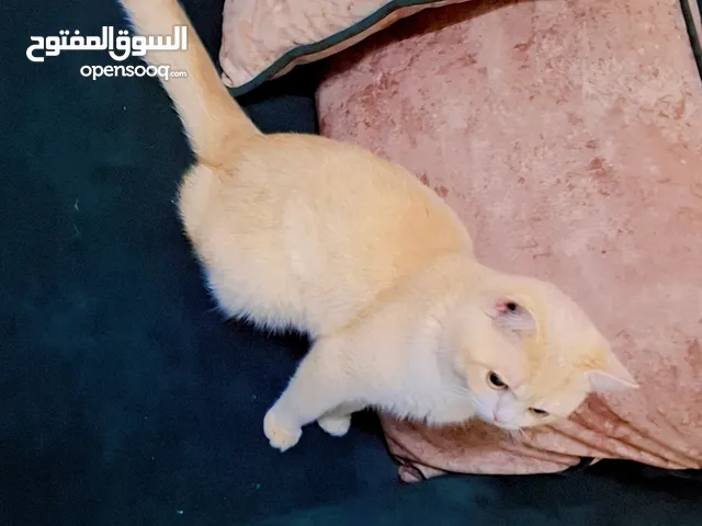 ذكر سكوتش استريت اصفر