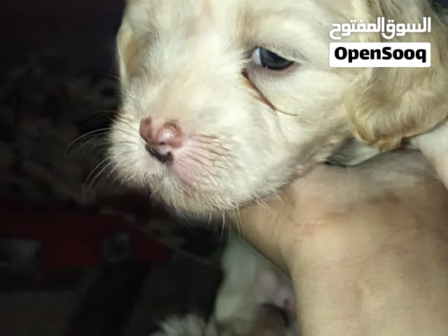 كلب تيرير جرو عمره شهر ما ملقح