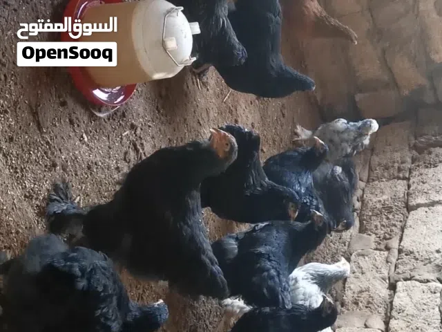 عتاتيق براهما درجه