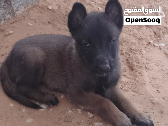 3 جرواي مينوا دكور درجة اولى