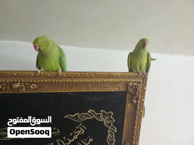 زوج روزيلا شغال بضمان مرفق فيديويو اخر عش لى زوج دره عمر سنتان متكلمين بطلاقه