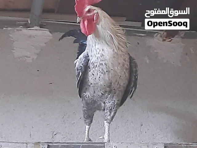 ديوجه نشطة فول صحة للبيع الديج على 15