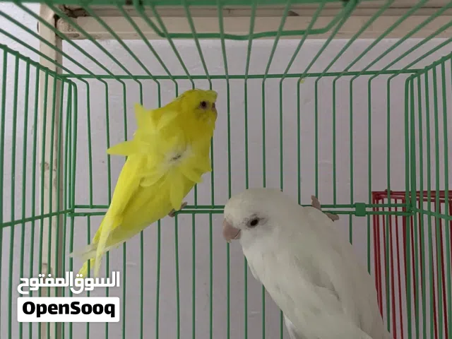 لافبيرد ابيضّ أليف للبيع مع ببجي هومر أليف السعر عند التواصل