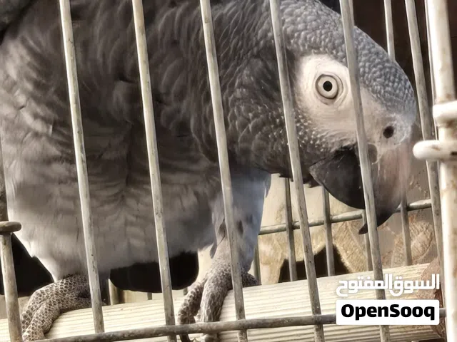 2 بغبغاء ناطقه واحد كاسكو جنبو والتاني التمنة