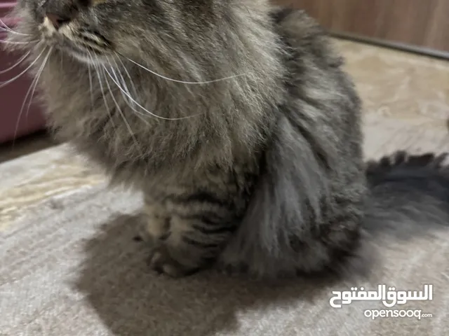 قط ذكر معقم
