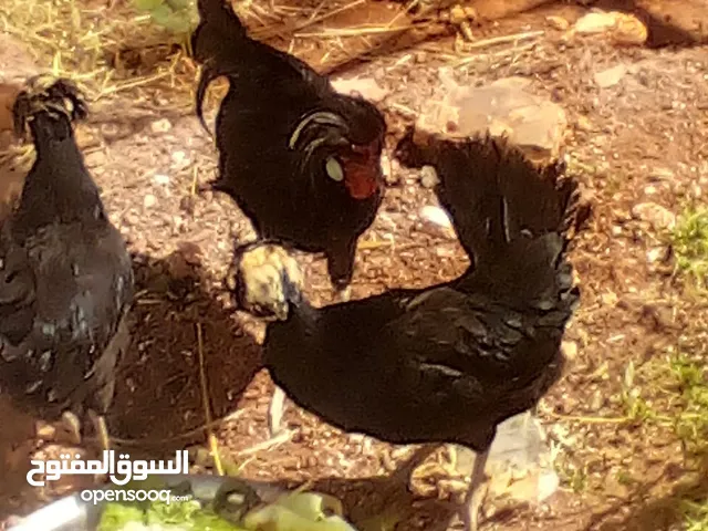 طقم فرح ذيبا