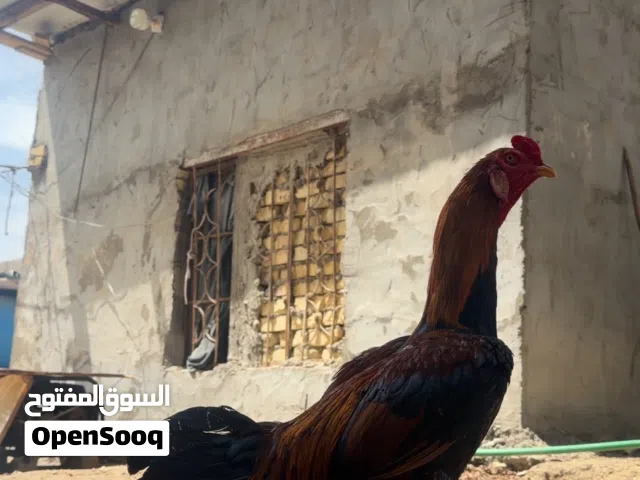 ديك هندي عمر 8اشهر