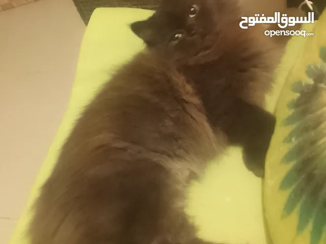 قط من ام بيجي فيس واب ھملايا