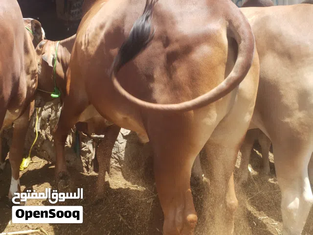 محمد مجاهد العكابي لبيع وشراء الغنم والبقر
