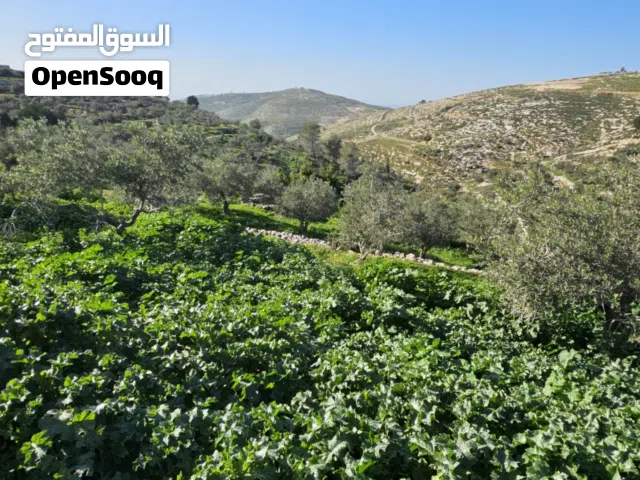 Farm Land for Sale in Nablus Bazariya