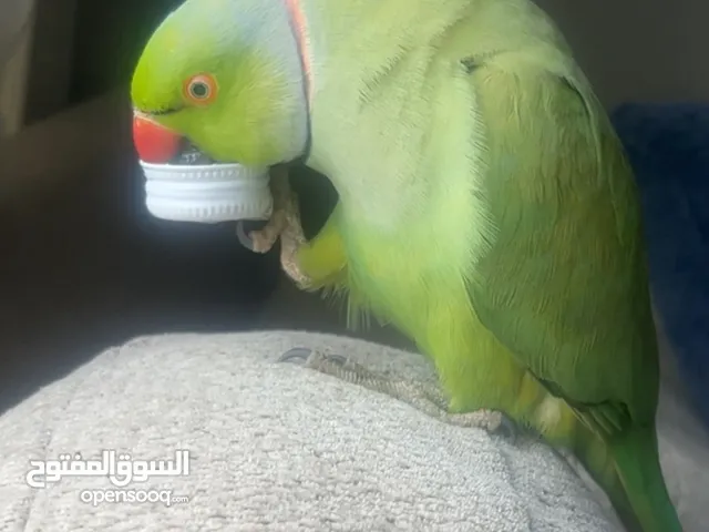 بغبغاء بيبي متوه للبيع