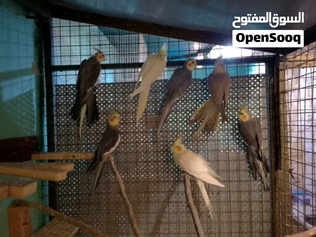 كوكتيل 7 حبات لاتينو وحبشي نخب بالاضافة الى 4 طيور حب