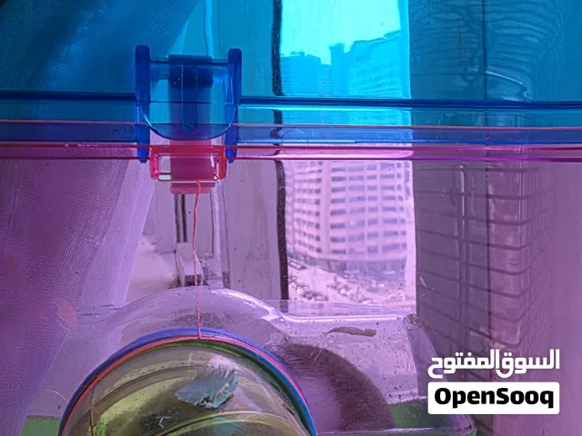 هامستر اطفال مع الاب والام