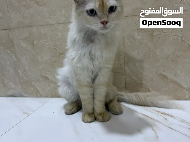 للتبّني قطة شيرازية