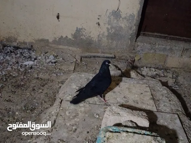 السلام عليكم