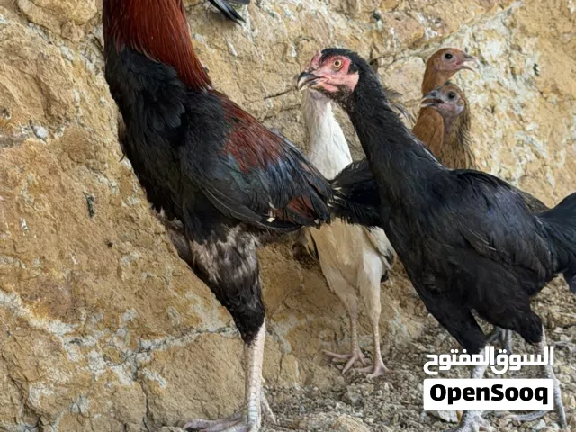 للبيع ديك وثلاث دجاج منتجات ب45 مكس تايلندي وسندي