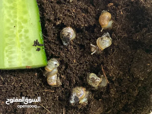 حلزون البينو افريقي عمر ثلاث شهور للبيع