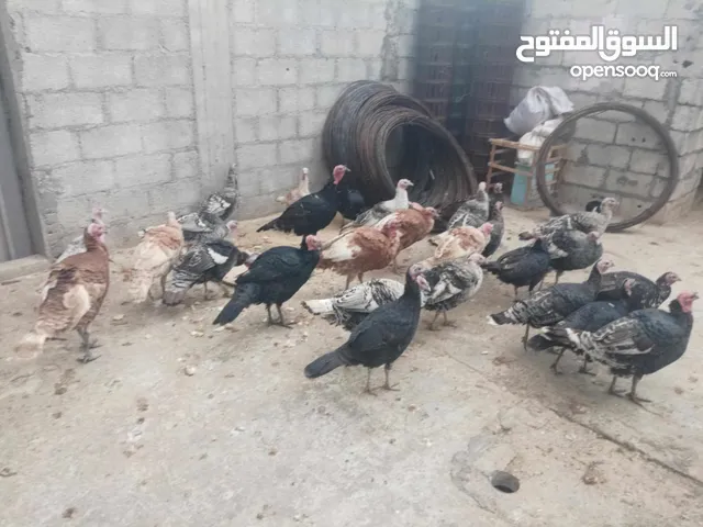 الدجاج الرومي