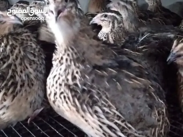 فري+ بيض فري+ فري مذبوح