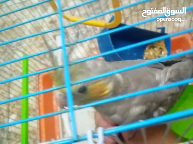 كروان 25 دينار رصيفه