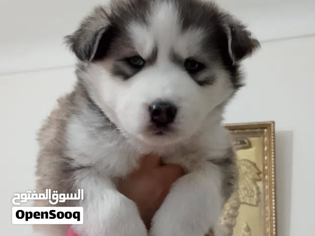 بنوته هاسكي بيور للبيع