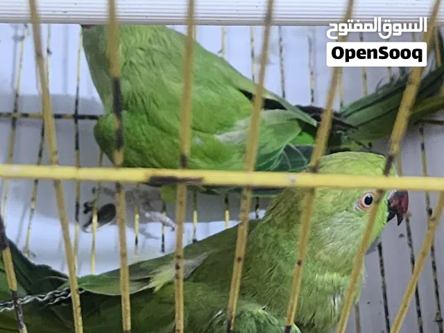طيور المتو