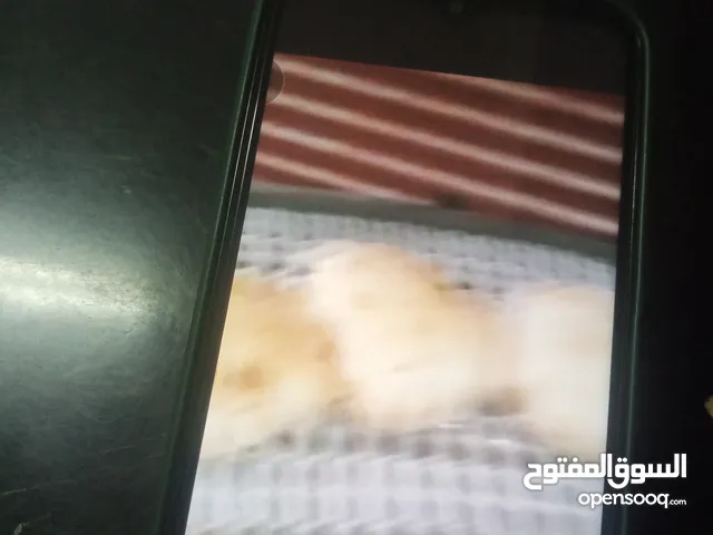 مخبز اللي كامل للبيع سبعه مراحل عجانه قطاعه فتخكير اولي ونهائي وبيت نار وسيور تهويه