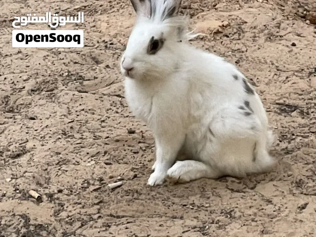 أرنب اسادي دكر للبيع سعره حرقق