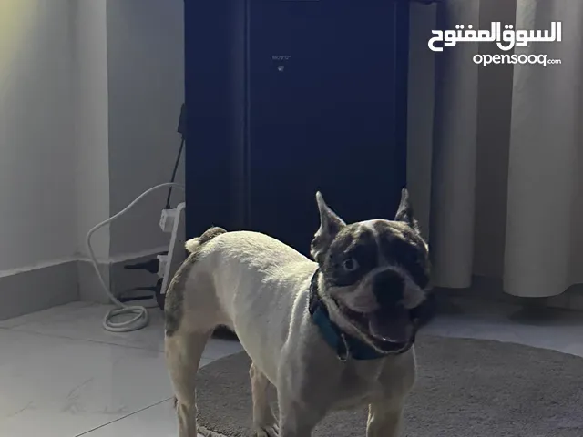 أنا اريد ذكر french bulldog او Boston terrier لزواج أنا كلبتي جاهزة للتزاوج