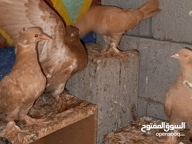 حمام راعب اصفر وتك احمر